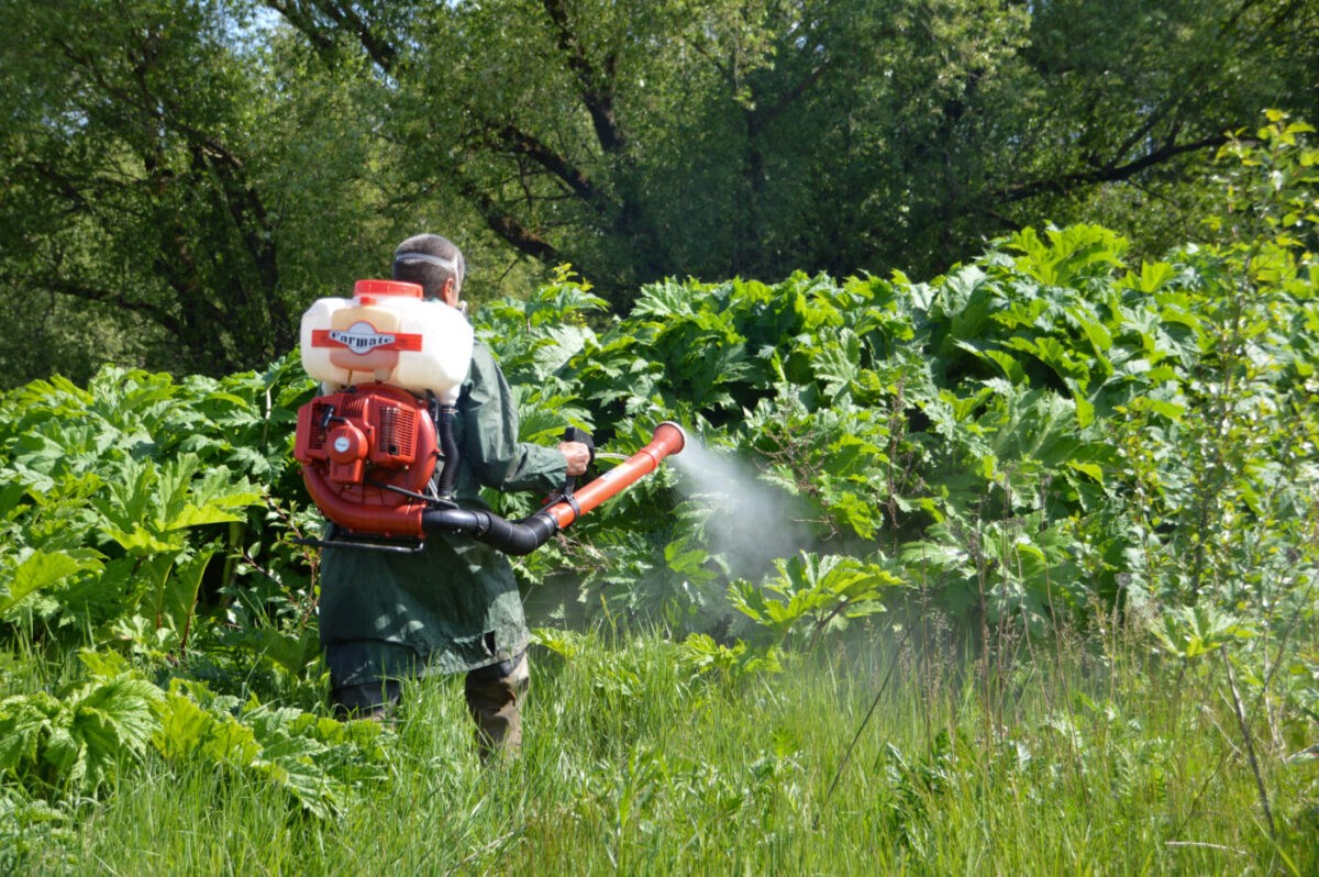 Дачников Тверской области обяжут уничтожать борщевик