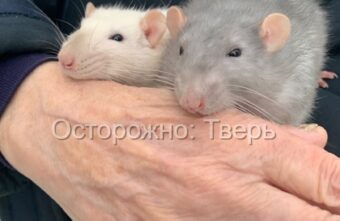 Тверитянка рассказала о чудесном спасении крыс с помойки Тверитянка рассказала о чудесном спасении крыс с помойки