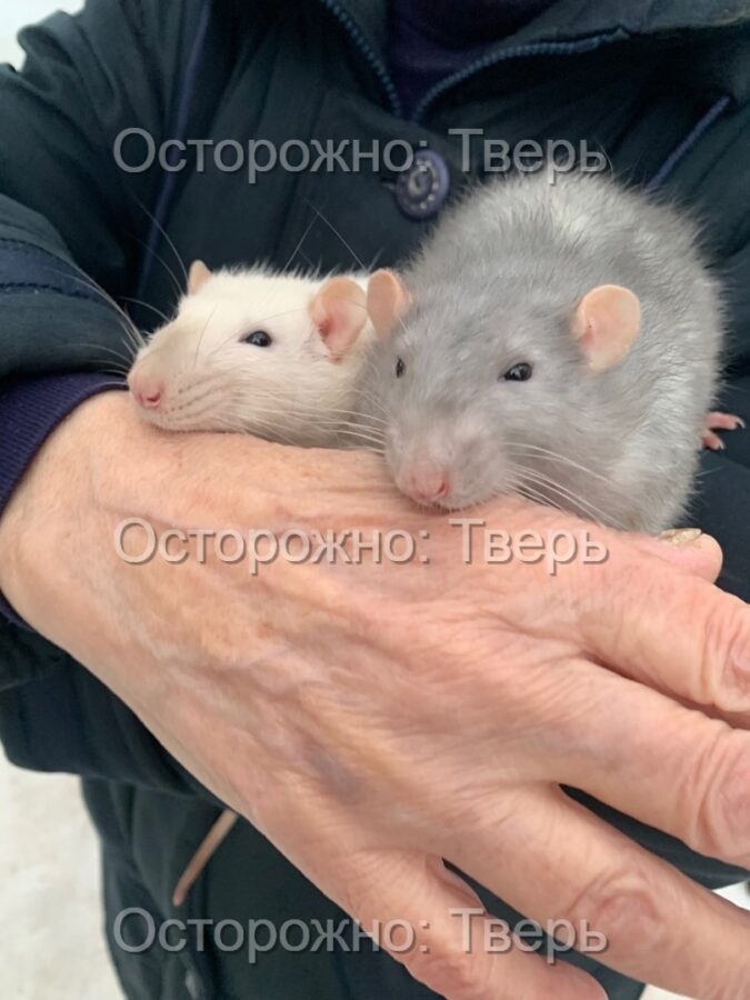 Тверитянка рассказала о чудесном спасении крыс с помойки