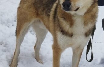 В Пролетарском районе Твери хозяева выбросили собаку на улицу