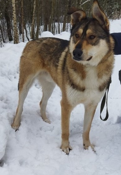В Пролетарском районе Твери хозяева выбросили собаку на улицу