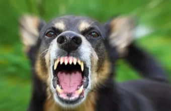 В Твери бойцовская собака чуть не разорвала ребенка В Твери бойцовская собака чуть не разорвала ребенка