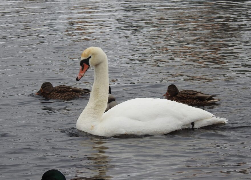 В Тверской области лебедь, прилетевший из Латвии, отмечает юбилей