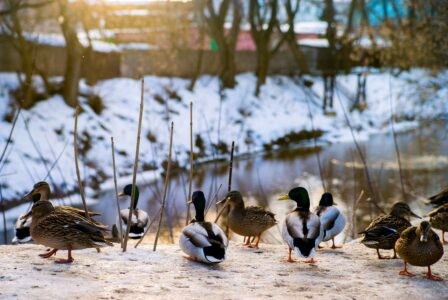 Стала известна дата прихода в Тверскую область весны