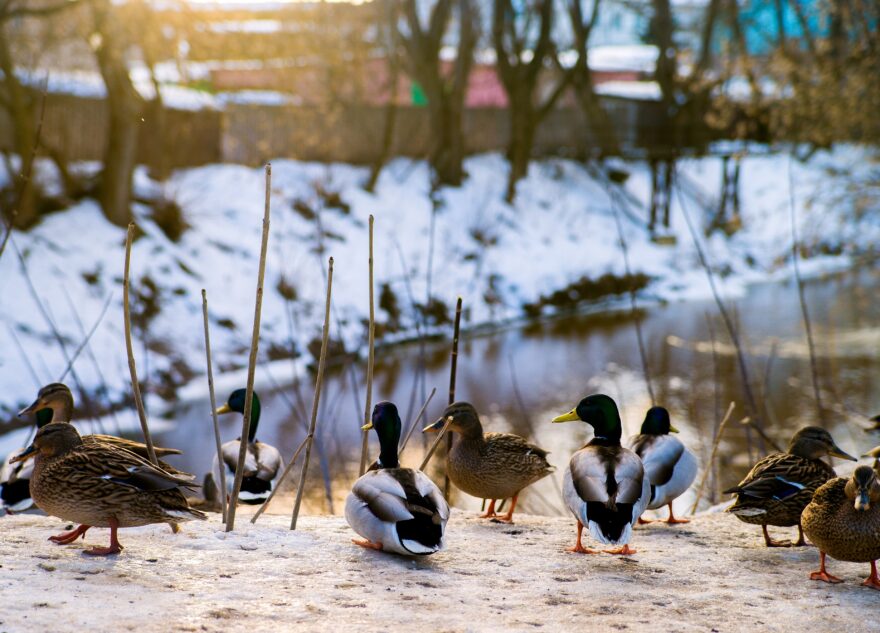 Стала известна дата прихода в Тверскую область весны