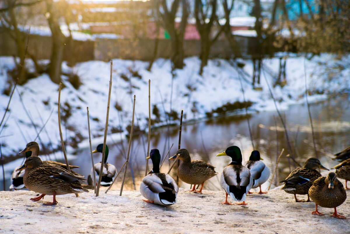 Стала известна дата прихода в Тверскую область весны