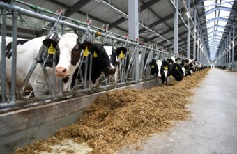Больше 70 хозяйств Тверской области смогут получить поддержку на производство молока