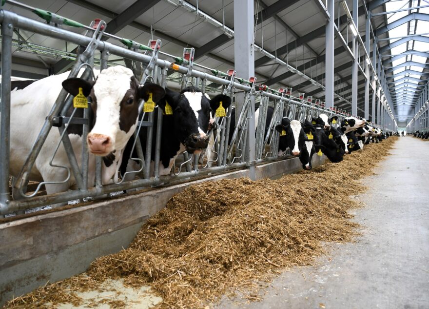 Больше 70 хозяйств Тверской области смогут получить поддержку на производство молока