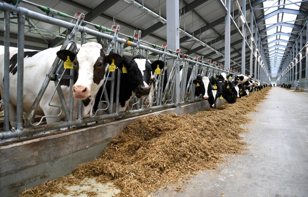 Больше 70 хозяйств Тверской области смогут получить поддержку на производство молока