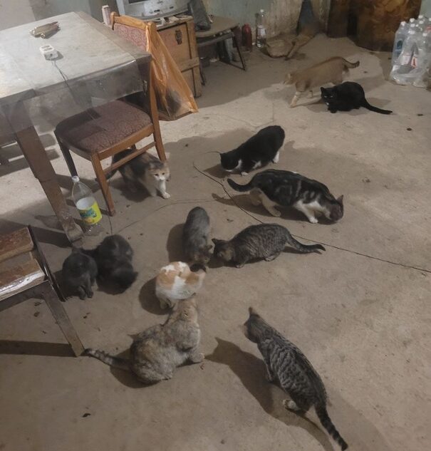 Бойцы из Тверской области попросили прислать в зону СВО корм для кошек