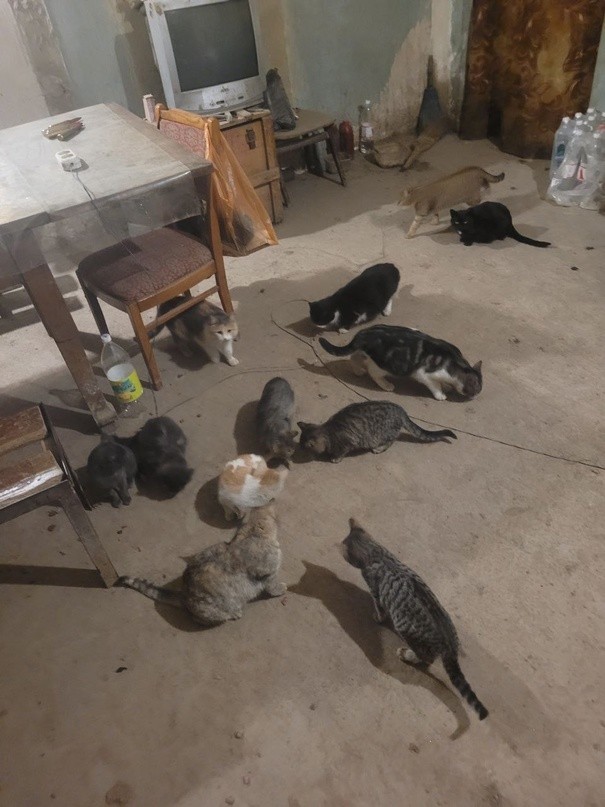 Бойцы из Тверской области попросили прислать в зону СВО корм для кошек