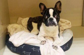 В Твери нашли новый дом для бульдога с необычными лапками В Твери нашли новый дом для бульдога с необычными лапками