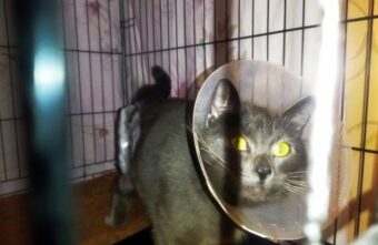 В Тверской области врачи собирали лапу кота заново