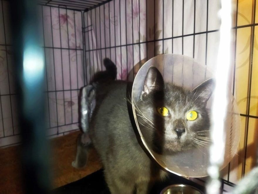 В Тверской области врачи собирали лапу кота заново