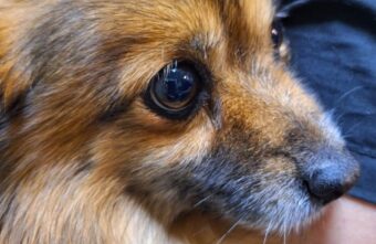 В Твери спасли собачку с раком селезёнки