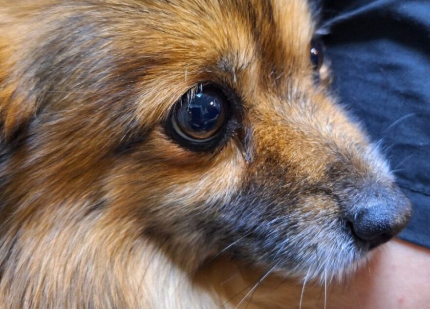 В Твери спасли собачку с раком селезёнки