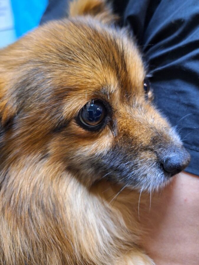 В Твери спасли собачку с раком селезёнки