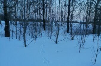 Тверитянам показали странные следы у Первомайской рощи