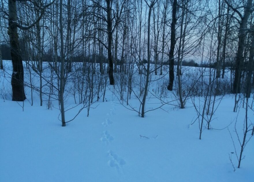 Тверитянам показали странные следы у Первомайской рощи