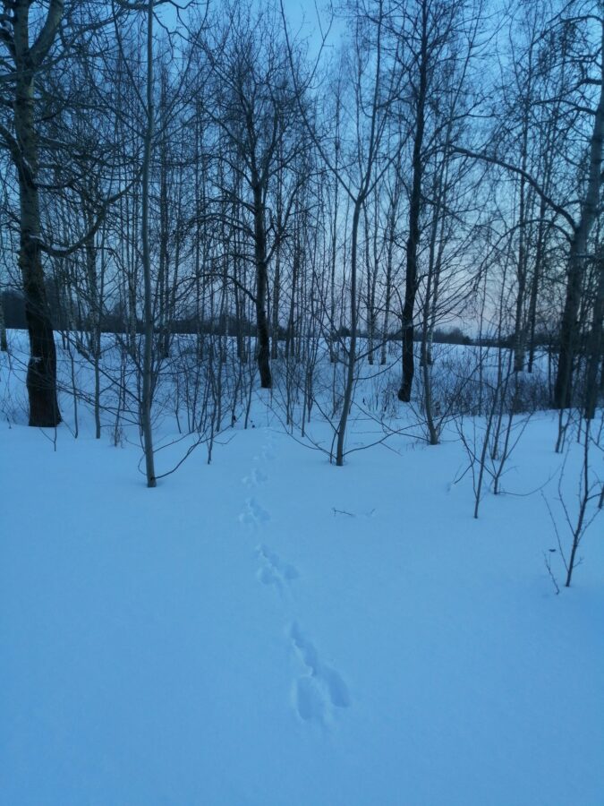Тверитянам показали странные следы у Первомайской рощи