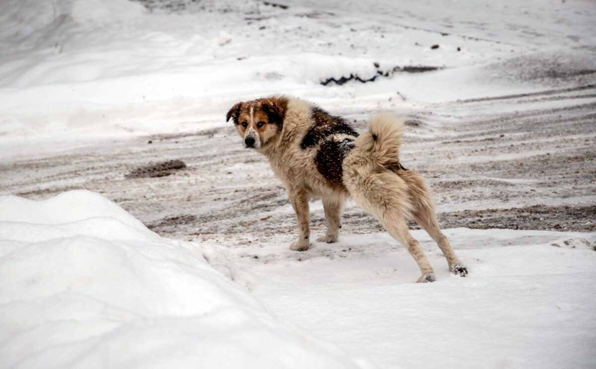 В Тверской области бродячий пёс укусил женщину