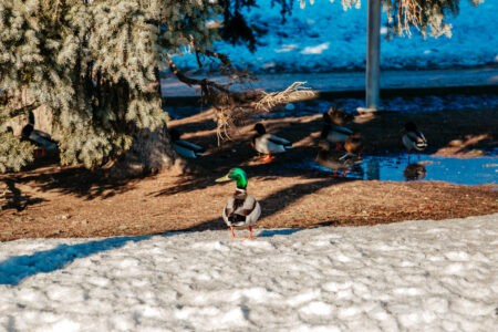Синоптики опубликовали прогноз погоды на март и весну в Тверской области Синоптики опубликовали прогноз погоды на март и весну в Тверской области