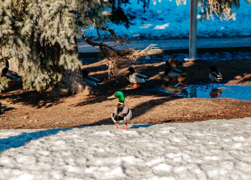 Синоптики опубликовали прогноз погоды на март и весну в Тверской области