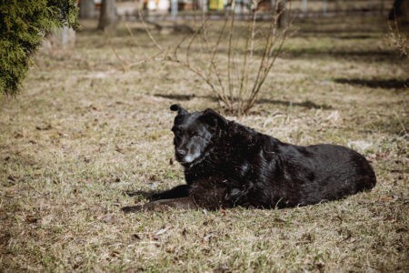 В Тверской области собаки загрызли двух домашних котов В Тверской области собаки загрызли двух домашних котов