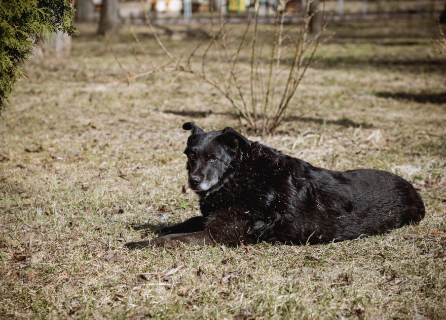 В Тверской области собаки загрызли двух домашних котов