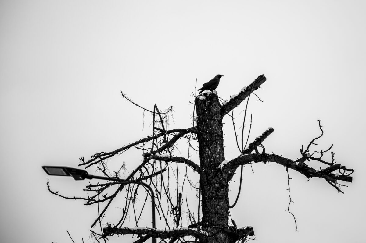 К Тверской области приближается страшная снежная «Ольга»