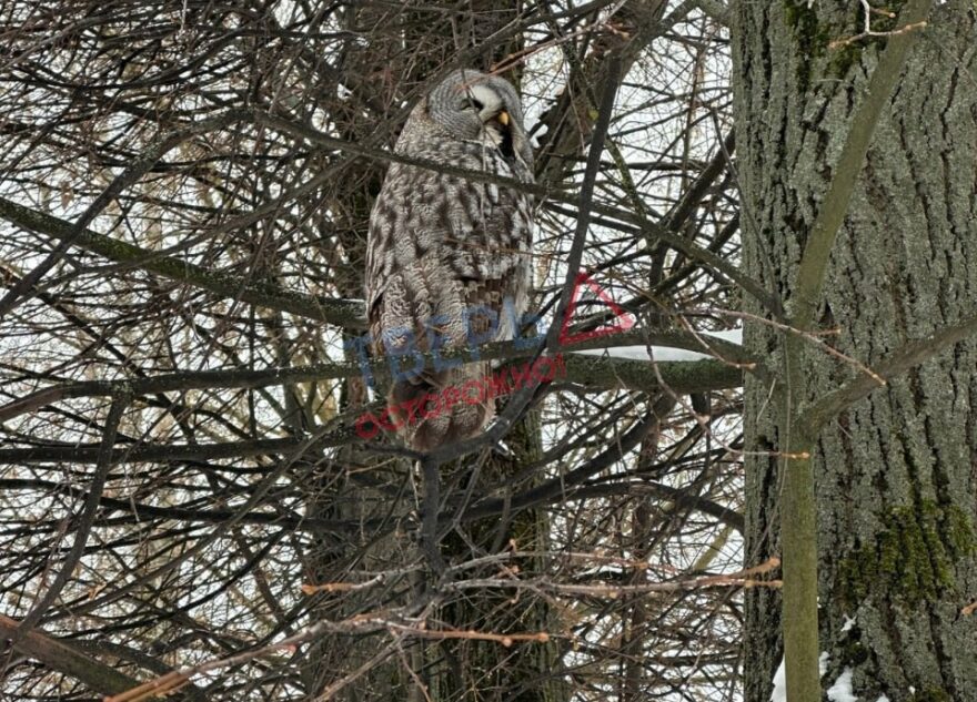 В Заволжском районе Твери заметили большую сову
