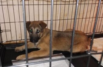 Последний щенок, которого спасли полицейские в Тверской области, отправляется в большой дом