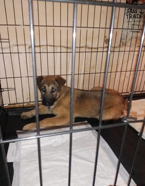 Последний щенок, которого спасли полицейские в Тверской области, отправляется в большой дом