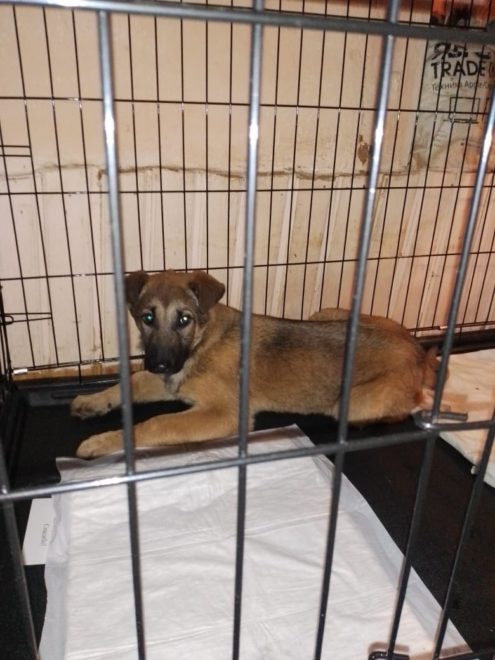 Последний щенок, которого спасли полицейские в Тверской области, отправляется в большой дом