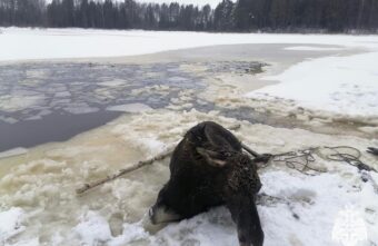 В Тверской области сотрудники МЧС спасли провалившегося под лёд лося В Тверской области сотрудники МЧС спасли провалившегося под лёд лося