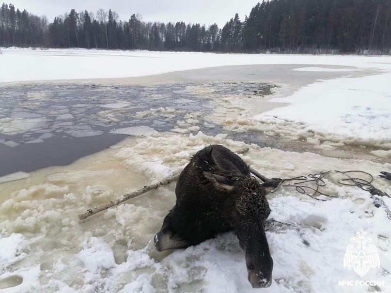 В Тверской области сотрудники МЧС спасли провалившегося под лёд лося