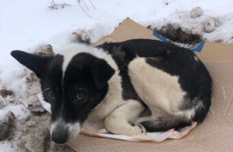 В Твери ищут хозяина собаки, которая живёт в «норе» В Твери ищут хозяина собаки, которая живёт в «норе»