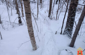 Два лося стали жертвами браконьера в Тверской области Два лося стали жертвами браконьера в Тверской области