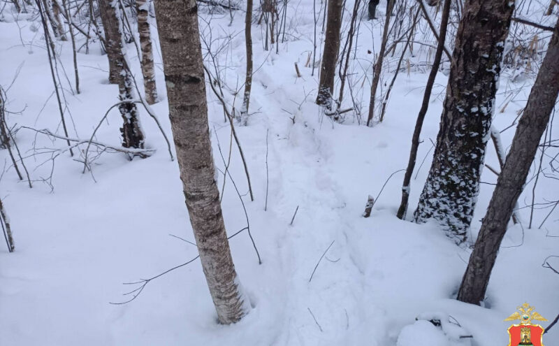 Два лося стали жертвами браконьера в Тверской области