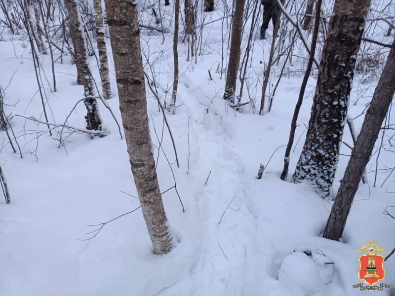 Два лося стали жертвами браконьера в Тверской области