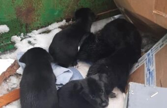 В Тверской области 6 щенков оставили умирать на помойке