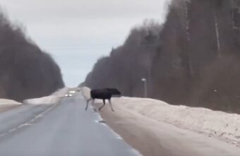 В Тверской области бесстрашный лось неторопливо переходил дорогу В Тверской области бесстрашный лось неторопливо переходил дорогу