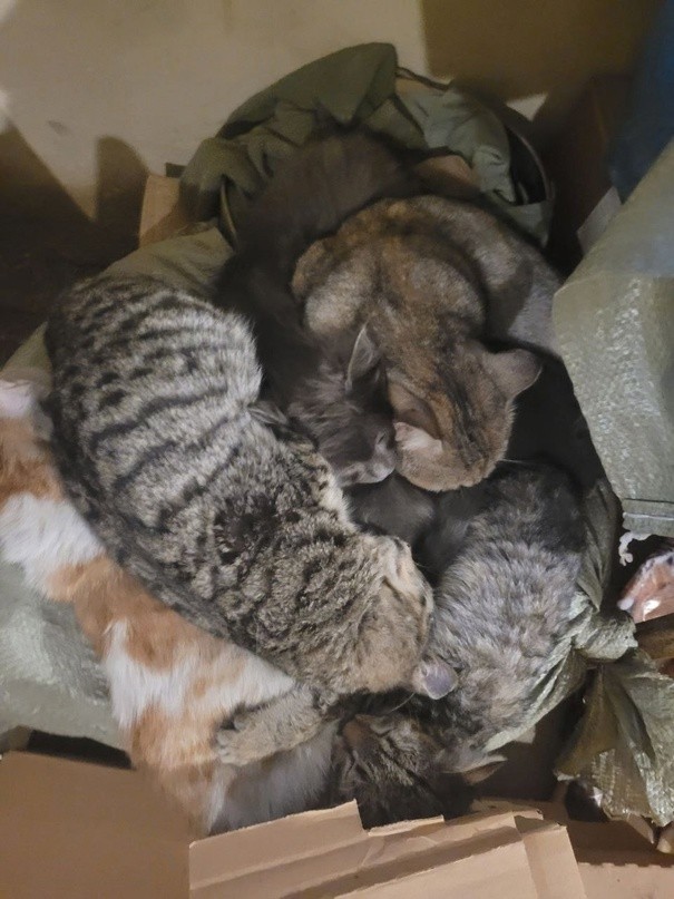 Бойцы из Тверской области попросили прислать в зону СВО корм для кошек