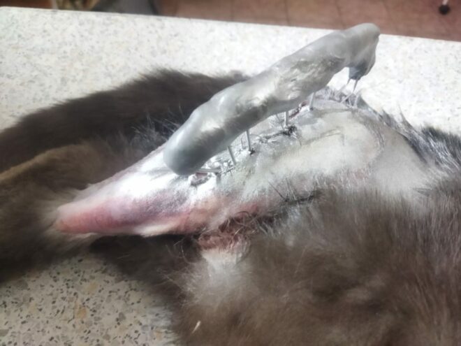 В Тверской области живодеры сломали лапу коту