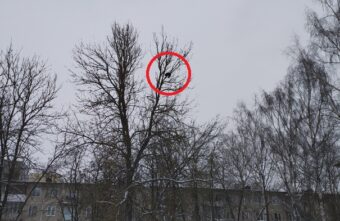 В Твери с высокого дерева не могут достать кота В Твери с высокого дерева не могут достать кота