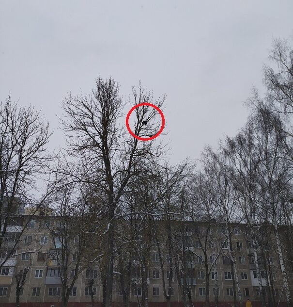 В Твери с высокого дерева не могут достать кота