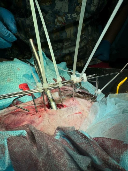 В Тверской области живодеры сломали лапу коту