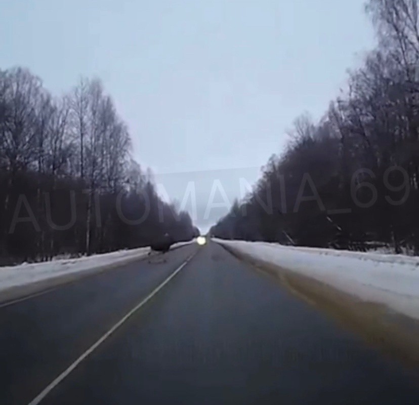 В Тверской области лось выскочил под колеса водителя