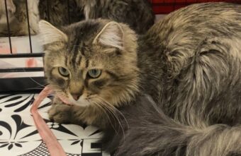 Стала известна судьба питомцев погибшей в Твери кошатницы