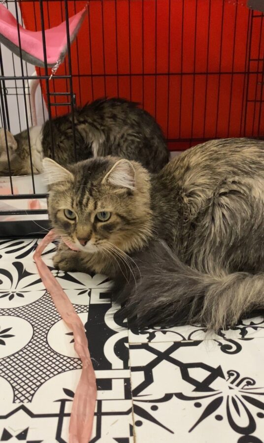 Стала известна судьба питомцев погибшей в Твери кошатницы